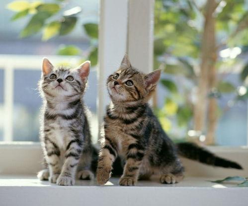 猫咪吃瓜配音视频大全免费,猫咪配音视频大全免费分享