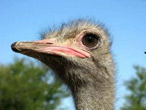 鸵鸟会吃佛手瓜吗视频讲解,鸵鸟会吃佛手瓜吗？