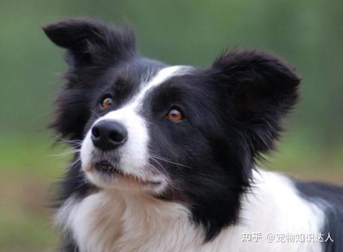 边牧可以吃小瓜汤吗视频,宠物美食新体验