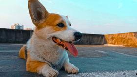 柯基可以吃瓠瓜嘛视频,瓠瓜的适宜性探讨