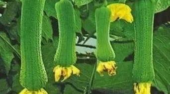 吃瓜丝瓜的做法视频,轻松学会吃瓜丝瓜的独特做法