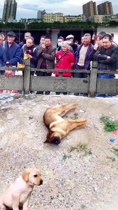 吃瓜群众围观狗狗视频,吃瓜群众笑翻天