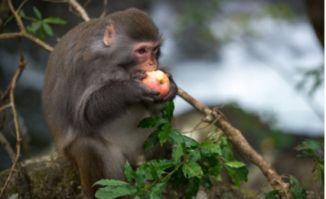 猴子吃瓜素材视频下载,趣味视频带你领略自然界的欢乐时光