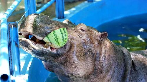 动物看戏吃瓜视频大全集,看戏吃瓜视频大全集趣味盘点