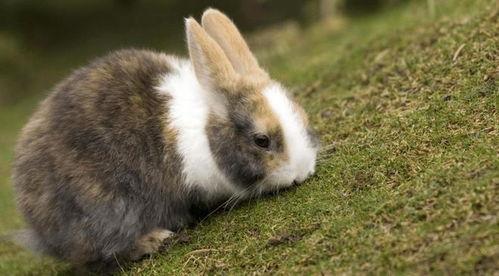 兔子会吃四季瓜吗视频讲解,四季瓜在兔子饮食中的地位