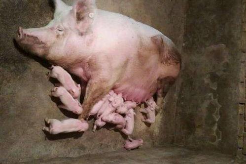 猪能直接吃生瓜吗视频,猪能否直接食用生瓜？揭秘猪的饮食之谜