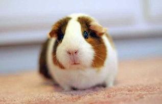 豚鼠可以吃哈密瓜么嘛视频,揭秘哈密瓜在豚鼠食谱中的地位