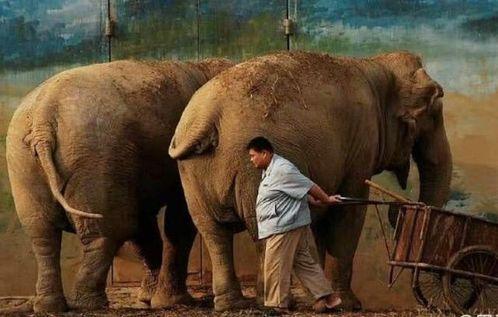 大象吃葫芦瓜视频播放在线观看,趣味视频在线观看