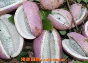 姐姐吃八月瓜好吗视频大全,姐姐们的美味分享视频大盘点