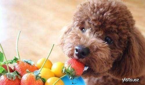 泰迪可以吃烧瓜吗视频,美味还是禁忌？