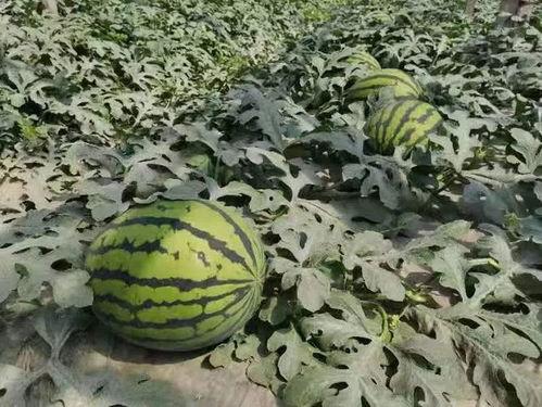 寿光顶楼吃瓜视频,一场引发热议的邻里纠纷