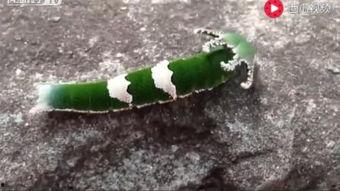 动物学习吃瓜视频,动物学习吃瓜的趣味瞬间