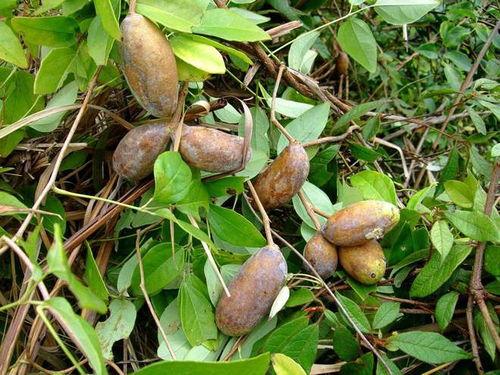 吃八月瓜恶心视频