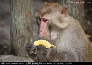 猴子上树吃瓜视频播放下载,趣味视频播放下载指南